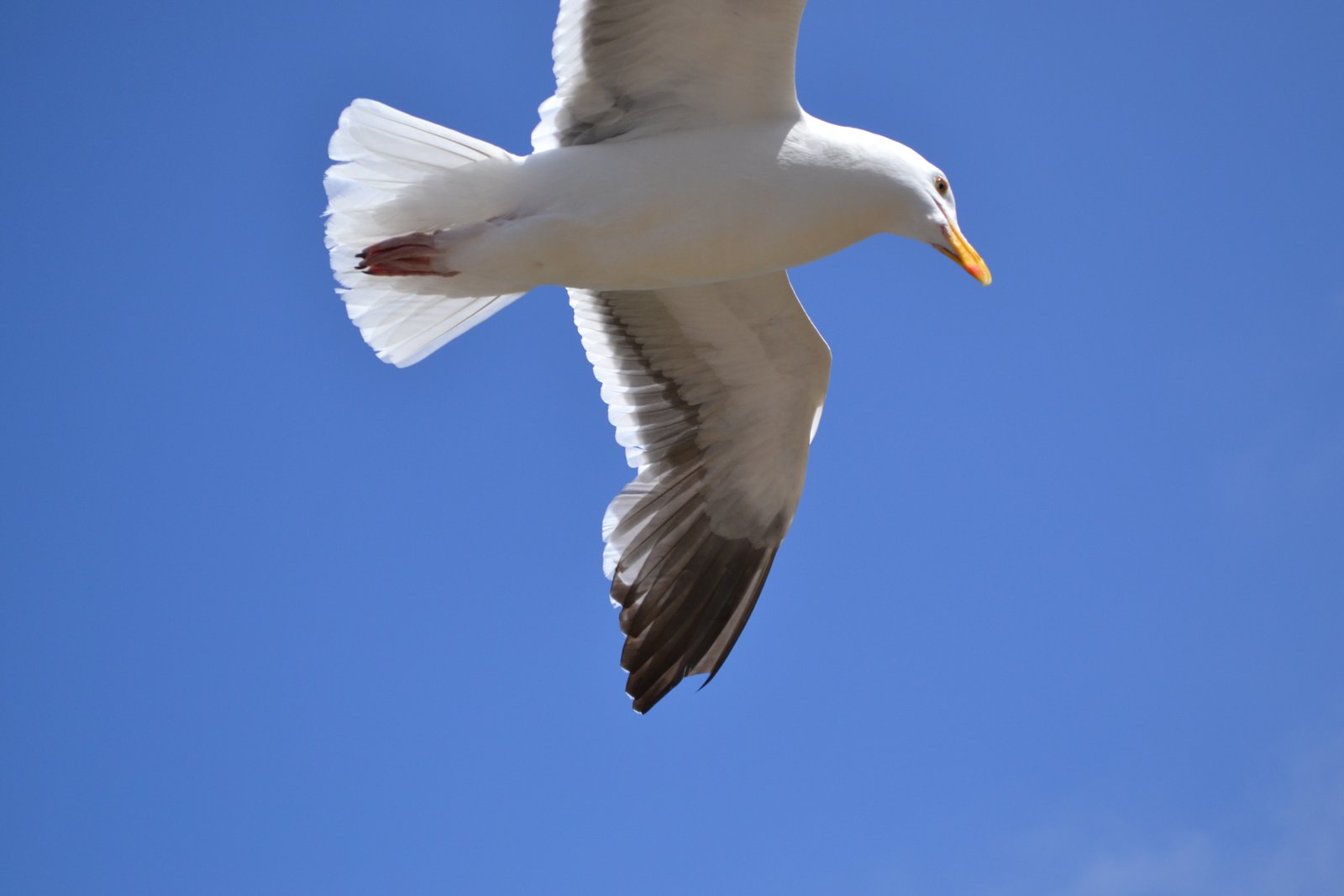 A gull across a clean blue sky