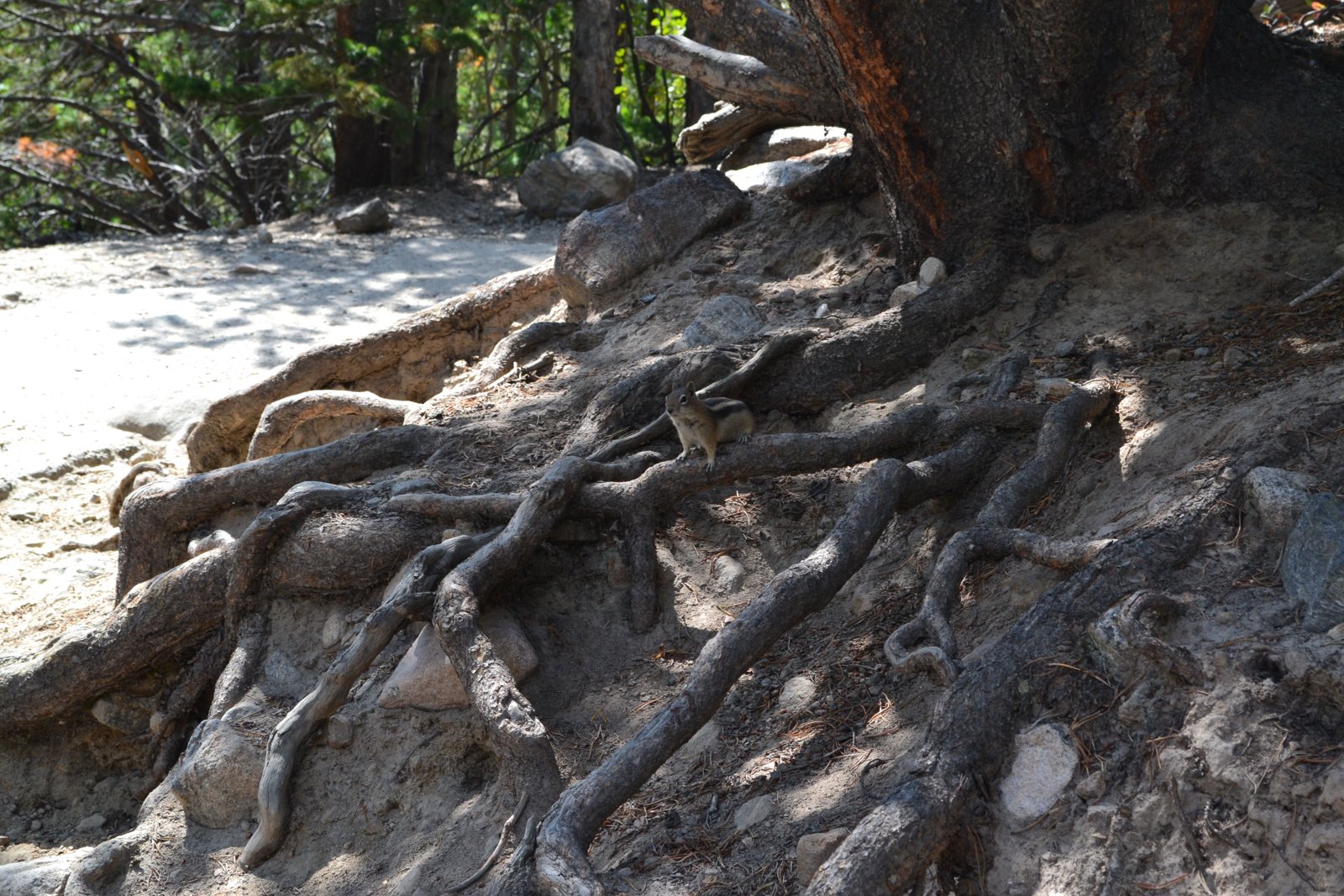 A squirrel pauses on a tangle of exposed roots