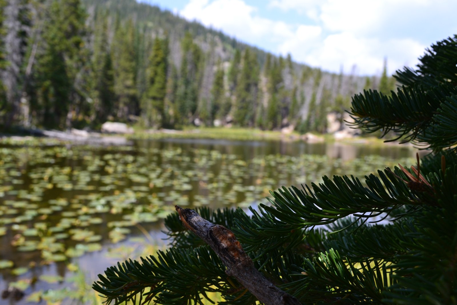 Lily pads drifting across Nymph Lake
